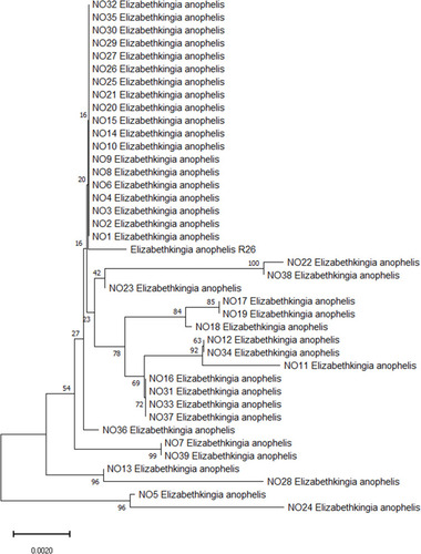 Figure 1 Phylogenetic tree showing the relationship of the 39 E. anophelis isolates using 16S rRNA gene sequence. Bootstrap support value above branches, the scale bar indicates the number of substitutions per site.