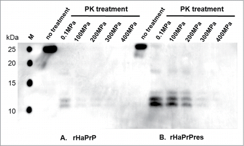 Figure 3. Western blotting of rHaPrP and rHaPrPres fibrils PK-treated under different pressures. (A) rHaPrP treated with proteinase K at different pressures at 25 °C for 1 h. (B) rHaPrPres fibrils treated with proteinase K at different pressures at 25 °C for 1 h See Materials and Methods for more details.