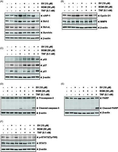 Figure 2. (A) KBM-5 cells were treated with 10 μM SV in the presence or absence of 50 μM BGM for 12 h, incubated 0.1 nM TNF for 24 h. Whole-cell extracts were prepared, separated on SDS-PAGE and subjected to Western blotting using antibodies against the cIAP-1, Bcl-2, Bcl-xL and Survivin. (B) KBM-5 cells were treated with 10 μM SV in the presence or absence of 50 μM BGM for 12 h, incubated 0.1 nM TNF for 24 h. Whole-cell extracts were prepared, separated on SDS-PAGE and subjected to Western blotting using antibodies against the Cyclin D1 and MMP-9. (C) KBM-5 cells were treated with 10 μM SV in the presence or absence of 50 μM BGM for 12 h, incubated 0.1 nM TNF for 24 h. Whole-cell extracts were prepared, separated on SDS-PAGE and subjected to Western blotting using antibodies against the p53, p27 and p21. β-Actin was used as a loading control. (D) KBM-5 cells pretreated with 10 μM SV in the presence or absence of 50 μM BGM for 12 h, incubated 0.1 nM TNF for 24 h. Whole-cell extract were prepared and analyzed by Western blotting using the caspase-3 antibody. (E) KBM-5 cells were pretreated 10 μM SV in the presence or absence of 50 μM BGM for 12 h, incubated 0.1 nM TNF for 24 h. PARP cleavage was determined by Western blot analysis. β-Actin was used as a loading control. (F) KBM-5 cells pretreated with 10 μM SV in the presence or absence of 50 μM BGM for 12 h, incubated 0.1 nM TNF for 30 min. Whole-cell extract were prepared and analyzed by Western blotting using the p-STAT3(Tyr705) and STAT3 antibody.