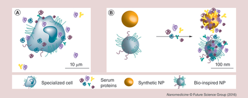 Figure 8. Protein corona of bio-inspired nanoparticles.The transfer of cellular membrane properties to synthetic NPs led to the development of the so-called biomimetic strategies. Specialized cell types (A), such as red blood cells [Citation155], leukocytes [Citation156] or platelets [Citation157], inspired the development of particles that share a similar cellular membrane composition. The resulting vectors, defined as ‘bio-inspired NPs’, are recognized as self by the immune system. This could depend on the protein corona (PC) adsorbed on their surface. To date, no studies have been performed in order to describe the PC of bio-inspired NPs. (B) We hypothesize that while a synthetic NP is mainly recognized as nonself and adsorbs many serum proteins; bio-inspired NPs (reported to possess cell-like capabilities [Citation155–157]) absorb a specific PC similar to the PC of the cells used as membrane source for the NP synthesis. This confers self-like properties to the bio-inspired NPs and mediates their biological activity.NP: Nanoparticle.