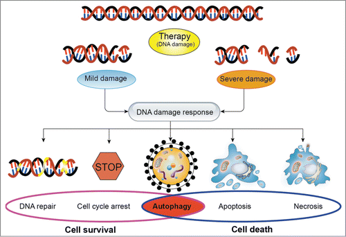 Figure 1. The effects of the DNA damage response on cellular fate in response to DNA damage. In response to DNA damage, cells trigger a series of signaling cascades. Depending on the extent of DNA damage, cellular fate will be determined by DNA damage response. When the DNA damage is mild and repairable, cells will activate the signaling pathways of promoting cell survival, including DNA repair, cell cycle arrest, and autophagy. However, when the severe damage is beyond repair, cells will execute the cell death programs such as autophagy, apoptosis and necrosis to restrain the damaged cell from further expansion. Notably, autophagy plays a dual role in determining cell fate. In general, depending on the extent of DNA damage and the tumor type, the type of stimuli, autophagy could be a survival mechanism or induce programmed cell death.