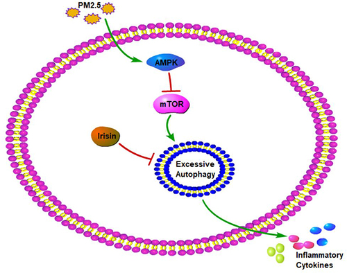 Figure 6 The mechanism diagram of irisin in PM2.5-induced acute lung injury.