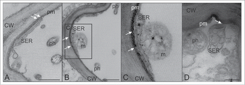Figure 3. TEM micrographs showing sieve endoplasmic reticulum (SER) and phytoplasmas. (A,B and inset C). In infected SEs, the SER stays in parietal position by means of minute anchoring structures (arrows). (D) The SER shows swollen, enlarged and distorted cisternae and a partial detachment from the SE plasma membrane (arrow). In (A) and (B) the bars correspond to 500 nm; in (D) the bar corresponds to 200 nm. CW: cell wall; m: mitochondrion; ph: phytoplasma; pm: plasma membrane.
