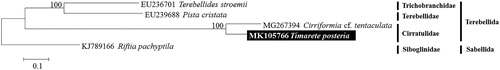 Figure 1. Maximum-likelihood (ML) tree based on the protein coding genes (PCGs) of Timarete posteria with family Cirratulidae and other polychaetes under order Terebellida. Riftia pachyptila was used as outgroup for tree rooting. Numbers above the branches indicate ML bootstrap values from 1,000 replications.