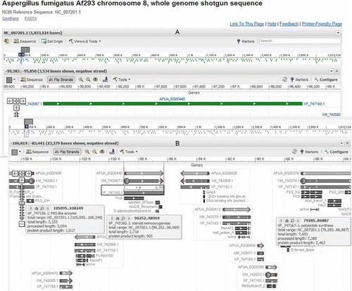 Figure 5. (A) The default view after following the sequence viewer link from the Entrez Gene page of locus AFUA_8G00440. (B) A graphical view of the genome neighborhood around locus AFUA_8G00440 after modifying settings in the default view displayed above.