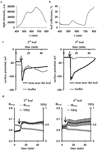 Figure 1. (a). The light spectrum of the white actinic light, which was used in the current work. (b). The reflectance spectrum of the pea leaf. (c). Local burning-induced electrical signals in leaflets of the second and fourth leaves and in the stem near these leaves (n= 5). (d). Averaged dynamics of the quantum yield of photosystem II (ФPSII) and the non-photochemical quenching in chlorophyll fluorescence (NPQ) in the second and fourth leaves after local burning (n= 5). The first leaf was burned (flame, 3–4 s, approximately 1 cm2), it is marked by the arrow. The white card was used for calibration and calculation of the leaf reflectance.