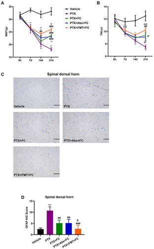 Figure 4 Fluorocitrate alleviated mechanical allodynia and thermal hyperalgesia in PIPN rats. (A) The effect on mechanical allodynia in rats (Group × Time interaction: F12,40 = 26.05, p < 0.0001) (n = 3 rats per group). (B) The effect on thermal hyperalgesia in rats (Group × Time interaction: F12,40 = 7.296, p < 0.0001) (n = 3 rats per group). (C) Immunohistochemical micrograph representing glial fibrillary acidic protein immunoreactivity in the spinal dorsal horns for each group. Scale bar = 200 μm. (D) Glial fibrillary acidic protein scores in the spinal dorsal horns. F4,10 = 16.99 for (D). This experiment was independently repeated 3 times. *p < 0.05, **p < 0.01 and ***p < 0.001 compared with the Vehicle. #p < 0.05, ## p < 0.01 and ###p < 0.001 compared with the PTX. ^p < 0.05 compared with the PTX + FC. NS, not significant compared with the Vehicle group. &, not significant compared with the PTX + FC.