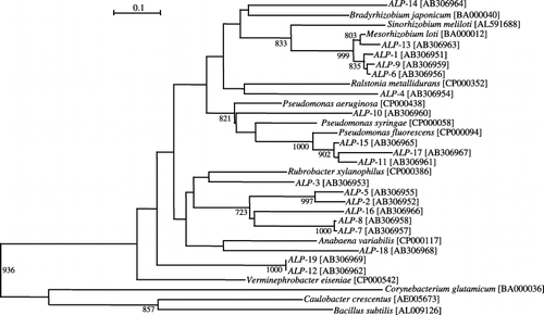 Figure 5  Phylogenetic tree based on alkaline phosphatase (ALP) amino acid sequences derived from ALP gene fragments. The tree was produced using a neighbor-joining algorithm. The bar indicates an estimated 10% sequence divergence. Bootstrap values are given for 1,000 replicate trees and values greater than 70% are indicated. The accession number for each sequence is enclosed in parentheses.