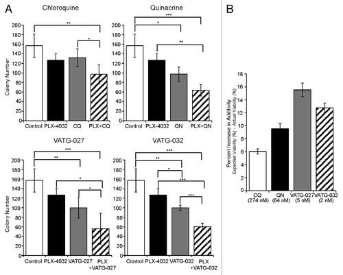 Figure 9. Autophagy inhibitors reduce A375 colony formation alone and in combination with PLX-4032. (A) A375 cells were grown in soft agar and treated every other day for 3 wk with the IC10 concentration of PLX-4032 (1.3 nM) in the presence or absence of the IC10 concentration for chloroquine (CQ; 274 nM), quinacrine (QN; 64 nM), VATG-027 (5 nM), or VATG-032 (2 nM). Colonies were stained with crystal violet and quantified using image analysis software. Colony numbers from 3 independent experiments were averaged and standard deviation indicated by error bars. Student 2-tailed t test: Significant *P < 0.05, **P < 0.01, and ***P < 0.001. (B) The percent change in response (colony reduction) exceeding the expected additive effect as determined by the Bliss Independence Model was determined for each autophagy inhibitor in combination with PLX-4032. Error bars represent standard deviation.