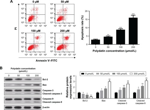 Figure 2 PD induced apoptosis of RPMI 8226 cells. (A) Apoptosis rates with different concentrations (0, 50, 100 and 200 μmol/L) of PD treatment were assessed by flow cytometry followed by Annexin V–FITC/PI staining. (B) The levels of apoptosis-associated proteins cleaved caspase-3, cleaved caspase-9, Bcl-2 and Bax in RPMI 8226 cells treated with various concentrations (0, 50, 100 and 200 μmol/L) of PD were detected by Western blot and normalized to β-actin. Each group was analyzed by three independent experiments. Data are presented as mean ± SD. *P<0.05, **P<0.01, ***P<0.001 compared to 0 μmol/L.