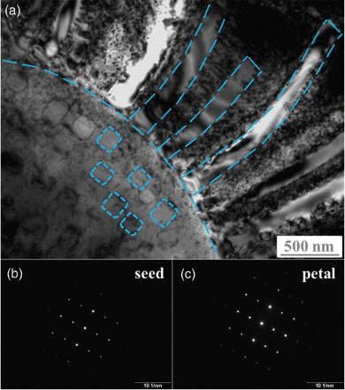 Figure 3. (color online) (a) TEM image showing the sunflower-like microstructure, with some sketch lines drawn to highlight the shape of the petals and seed particles. (b) and (c) are representative SADPs for the seed parties and petals.
