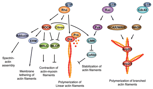 Box 1 Rho family GTPase effector pathways.Regulation of actin polymerization. Rho family GTPases control the rate and site of actin polymerization by regulating the head-to-tail assembly of monomeric, globular G-actin subunits into long, polar filamentous polymers, known as F-actin. The assembly of actin filaments is a multi-step process, with a slow and rate limiting nucleation phase followed by a rapid elongation phase.Citation219 Rho family GTPases control F-actin assembly via two main effectors, the Diaphanous-related Formins (DRFs) which promote the formation of linear filaments and the multi-subunit actin related protein complex Arp2/3, which drives the formation of branched actin filaments. Both factors increase the rate of actin polymerization by enhancing the rate-limiting nucleation step. Arp2/3 binds to the sides of pre-existing filaments to initiate growth of a new filament at a distinctive 70-degree angle from the original filament.Citation219 Both Cdc42 and Rac GTPases can control Arp2/3 activation; however, while Cdc42 activates Arp2/3 via members of the WASP (Wiskott-Aldrich Syndrome protein) family, Rac-dependent activation relies on the structurally related SCAR/WAVE (WASP family Verprolin-homologous protein) family.Citation219, Citation220 In addition to several other functions, Rac GTPases and Cdc42 activate Arp2/3 to promote formation of broad actin-based protrusions termed lamellipodia that extend from the leading edge of migratory cells and developing neurons.Citation221 In contrast to Rac GTPases and Cdc42, Rho1/RhoA stimulates actin polymerization mainly through DRFsCitation83, Citation222, which promote the formation of linear filaments. Many DRF members, such as the Drosophila founding member diaCitation47, Citation79 or the murine mDia1Citation82 are specific for Rho1/RhoA. However, individual DRFs such as mDia2 and mDia3 can be the target of multiple Rho family GTPases.Citation223–Citation225 Following nucleation, DRFs remain stably associated with the growing end of actin filamentsCitation226 and can add new actin monomers to the growing filament or can antagonize the inhibitory activities of filament capping proteins.Citation83 In this way, DRFs promote formation of various actin-rich structures, such as the contractile ring that separates daughter cells during cytokinesisCitation47, Citation79, Citation81, or filopodia that protrude from the membrane front of migrating cells.Citation227, Citation228Regulation of actin filament dynamics. In addition to regulating actin filament nucleation, elongation and branching, Rho family GTPases control the spatial and temporal arrangement of actin filaments, regulate the formation of filament bundles, promote tethering of the actin network to the plasma membrane and trigger myosin II-dependent sliding of actin filaments past each other to create contractile force. In all of these processes, RhoA-specific effectors of the Rho-kinase (ROCK/ROK) family of serine/threonine kinases play an important role.Citation229, Citation230 Various conserved ROCK substrates such as the myosin II Regulatory Light-Chain (MRLC)Citation231, the myosin II Binding Subunit (MBS) of myosin II Light-Chain Phosphatase (MLCP)Citation232, Citation233, LIM-kinase (LIMK)Citation234, AdducinCitation235 and the ERM proteins Ezrin, Radixin and MoesinCitation236 have been identified. RhoA-mediated activation of ROCK promotes the assembly of contractile actin-myosin filaments in non-muscle cells.Citation52, Citation53 Non-muscle myosin II is a hexameric protein consisting of two heavy chains, two light chains, and two regulatory light chains. It is believed that phosphorylation of MRLC on two conserved residues triggers assembly of myosin II into force-generating filaments and promotes the interaction of myosin II with F-actin. ROCK can increase the phosphorylation state of MRLC either directly, or indirectly by phoshorylating the MBS of MLCP, which inactivates this enzyme. In addition to regulating actin-myosin interactions through MRLC, ROCK controls actin-filament dynamics by phosphorylating and thereby activating LIMK. In response to activation by ROCK, LIMK inactivates the actin severing factor Cofilin via phosphorylation, which leads to a reduced turnover and increased stability of actin filaments.Citation237, Citation238 In addition to its role as a ROCK substrate, LIMK also acts downstream of the Rac1 or Cdc42 effector p21-associated kinase (Pak) to inhibit actin de-polymerization.Citation239 Two other targets of ROCK, Adducin and the ERM proteins, promote Spectrin-actin network assemblyCitation240 and tether actin filaments to the plasma membraneCitation241, respectively.