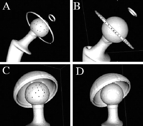 Figure 2. Digitization of points on 3-dimensional image reconstructions of CT- scanned implants. A and B. An all-poly acetabular component assembled with its matching femoral stem and 28-mm diameter head. C and D. A metal-backed PE acetabular component assembled with its matching femoral stem and 32-mm diameter head.