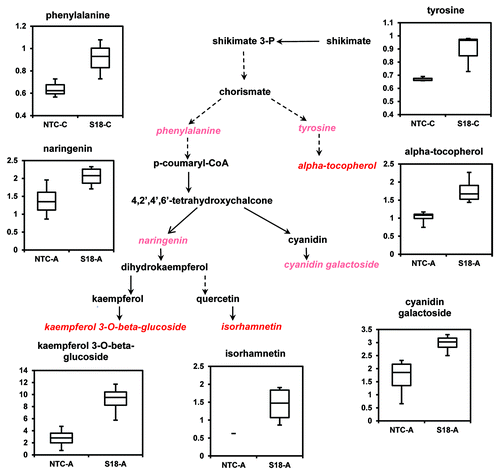 Figure 4. Elevation of flavonoids and α-tocopherol biosynthesis in transgenic line S18, overexpressing BnPLC2 gene after acclimatization. The metabolites in pink and red italics indicate higher level in transgenic line under acclimatization conditions (A), except for aromatic amino acids, phenylalanine and tyrosine, which are elevated under normal growth conditions (C). Red, significantly elevated (P < 0.05); pink, approaches significance (P < 0.1) by Welch’s two-sample t-Test. The relative levels of the significantly altered metabolites were displayed using Box Plots. The P values for all comparisons are referenced in Table S2.