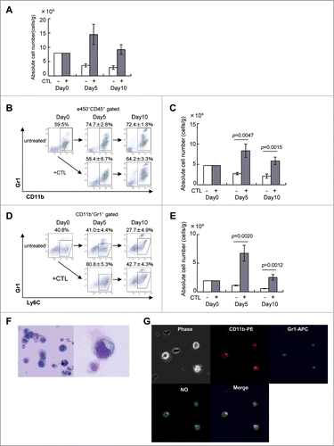 Figure 2 (See previous page). CTL-induced M-MDSCs produce NO. (A) C57BL/6 mice were injected with B16 melanoma cells and 9 days later, tumor-bearing mice (n = 3) were treated as described in Fig. 1. Tumor-infiltrating cells were analyzed on days 0, 5, and 10 after CTL transfer. The absolute number of eFluor450−CD45+ cells at the indicated time points is shown. (B) The eFluor450−CD45+ cells were stained with anti-CD11b and -Gr1 mAbs to detect MDSCs. (C) The absolute number of CD11b+Gr1+ cells at the indicated time points is shown, numbers of cells in each population were calculated as described in the Materials and Methods section and adjusted by the tumor weight (cells/g). (D) Monocytic MDSC were gated as Gr1intLy6C+ cells in the CD11b+Gr1+ population. (E) The absolute numbers of Gr1intLy6C+ monocytic MDSC are shown. (F) CD11b+Gr1+ cells were stained with Diff-quick as described in Materials and Methods; their morphology was assessed using an OLYMPUS BX41 microscope (magnification ×400 left, ×1000 right). (G) Sorted CD11b+Gr1+ cells in F were incubated for 30 min at 37°C with 5 μM DAF-FM (Diaminofluorescein-FM) (SEKISUI MEDICAL) and then stained with biotin-conjugated anti-Gr1, followed by staining with PE-conjugated anti-CD11b, Streptavidin-APC and analyzed by FLUOVIEW FV10 i (OLYMPUS, Tokyo, Japan). The experiments were performed independently at least three times with similar results.