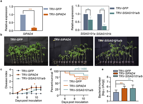 Figure 5. The requirement of tomato PAD4 and SAG101 for bacterial wilt resistance. (a) qRT-PCR analysis the induction of SIPAD4, SlSAG101a and SlSAG101b in GFP-, SlPAD4-, or SlSAG101a/b-silenced Hawaii 7996 plant roots. (b) Bacterial wilt symptoms of GFP-, SlPAD4-, and SlSAG101a/b-silenced Hawaii 7996 plants post GMI1000 (OD600 = 0.1) infection. Pictures were taken at 11 dpi. (c) Disease index was quantified in GFP-, SlPAD4-, and SlSAG101a/b-silenced plants. Error bars represent ±SD (n = 12). (d) The survival ratio of indicated tomato plants post GMI1000 infection. Log-rank (Mantel-Cox) test was used to analyze the corresponding p values (n = 12). (e) Bacterial growth in the inoculated tomato stems was quantified at 3 dpi from 6 technical replicates. Values represents means ± SD and asterisk indicates a significant difference with control difference (Student’s one-tailed t-test, * p < 0.05, ** p < 0.01, *** p < 0.001).