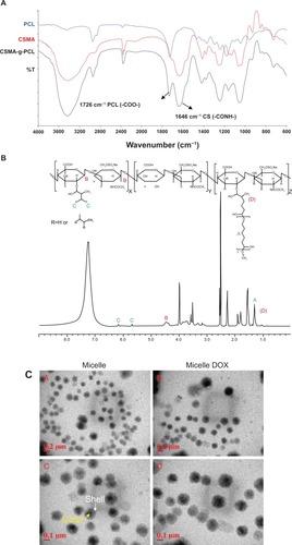 Figure 1 (A) FTIR spectra of PCL, CSMA, and CSMA-g-PCL. (B) 1H-NMR spectrum of CSMA-g-PCL. Peak A is attributed to two protons of PCL, Peak B to the sugar protons at the C1 position of CSMA, and Peak C to the protons on the nonreacted double bonds of CSMA. (C) TEM images of CSMA-g-PCL with (Micelle DOX) and without DOX (Micelle).Abbreviations: FTIR, Fourier transform infrared spectrometer; NMR, Nuclear magnetic resonance spectrometry; PCL, Poly(ε-caprolactone); CSMA, Methacrylated chondroitin sulfate; CSMA-g-PCL, Poly(ε-caprolactone)-g-methacrylated chondroitin sulfate; DOX, Doxorubicin.