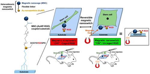 Figure 15 Schematic diagram of MNPs/AuNPs hybrid system nano-substrate was remotely controlled to regulate cell adhesion, spreading and differentiation of stem cells by reversibly manipulating RGD ligand cage and uncaging utilizing magnetic field.