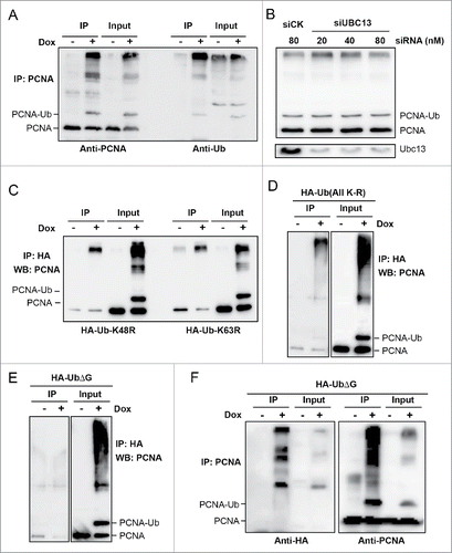 Figure 6. PCNA-Ub is polyubiquitinated through an N-to-C linkage. (A) PCNA-Ub can form a polyUb chain in vivo. PCNA-Ub transfected T-Rex 293 cells were treated with 2 µg/ml Dox for 2 d. Immunoprecipitation was performed by an anti-PCNA antibody immobilized to Protein G agarose. The immunoprecipitate was then examined by WB using either an anti-PCNA antibody (left panel) or anti-Ub antibody (right panel). (B) PCNA-Ub further modification is independent of Ubc13. After the stably-transfected PCNA-Ub cells were incubated with Dox for 4 hours, they were transfected with different concentrations of siRNA against UBC13 (siUBC13) and the incubation continued for 3 d followed by WB using an anti-PCNA antibody. The Ubc13 depletion efficiency was also monitored. (C) The PCNA-polyUb chain formed by the PCNA-Ub fusion protein is not mediated by K48 or K63. Stable PCNA-Ub cells were transiently transfected with HA-UbK48R or HA-UbK63R and incubated for 6 hrs followed by Dox treatment for 2 d. Immunoprecipitation was performed by anti-HA antibody immobilized to Protein G agarose, followed by WB using an anti-PCNA antibody. (D) PCNA-Ub polyUb chains formed is not mediated by any surface Lys residues. Experimental conditions are as described in (C). (E) The PCNA-Ub polyubiquitination chain is dependent on the C-terminal Gly of Ub. Experimental conditions are the same as in (D), using HA-UbΔG instead of HA-Ub (All K-R). (F) Incorporation of HA-UbΔG interferes with polyubiquitination chain formation. Stable PCNA-Ub cells were transiently transfected with HA-UbΔG and incubated for 6 hrs followed by Dox treatment for 2 d. Immunoprecipitation was performed by anti-PCNA antibody immobilized to Protein G agarose, followed by WB using an anti-HA and anti-PCNA antibody.