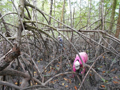 Figure 5. Women harvesting mangrove cockles between the mangrove stilts (photo: authors).