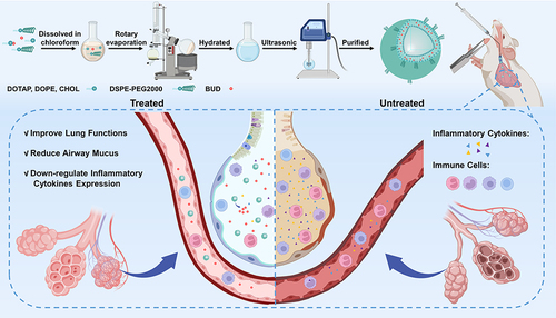 Figure 1 Schematic diagram of BUD-LNPs synthesis and their therapeutic effect in asthmatic mice by pulmonary drug delivery (Created with BioRender.com).