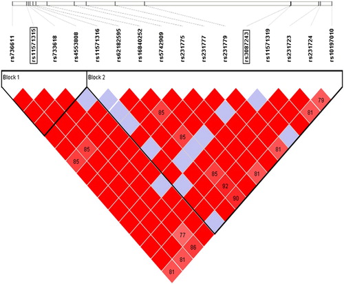 Figure 1. CTLA4 linkage blocks constructed by 16 SNPs from 1 the 1000 genomes project database. These SNPs have a MAF ≧0.05 and r2 ≧ 0.80.
