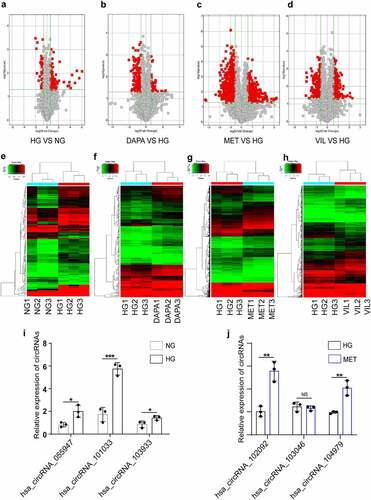 Figure 2. CircRNA and mRNA expression profiles in HK-2 cell treated with dapagliflozin, metformin, or vildagliptin (a)-(d) The volcano plot of differentially expressed circRNAs (a. HG vs NG, b. dapagliflozin vs HG, c. metformin vs HG, d. vildagliptin vs HG) (Fold-change > 1.0 and P-value < 0.05). (e)-(h) Cluster analysis of differentially expressed circRNAs (e. HG vs NG, f. dapagliflozin vs HG, g. metformin vs HG, h. vildagliptin vs HG) (Fold-change > 1.0 and P-value < 0.05). (i)-(j) Validation of randomly selected circRNAs using RT-PCR. *P < 0.05, **P < 0.01, ***P < 0.001, NS: not significant. NG: normal glucose, HG: high glucose, DAPA: dapagliflozin, MET: metformin, VIL: vildagliptin.