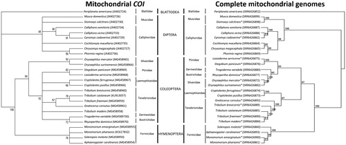 Figure 1. Maximum-likelihood (ML) trees constructed using the barcode region of the mitochondrial cytochrome oxidase I (COI) gene (left) and using complete assembled and annotated mitochondrial genomes (right) of 26 insect species belonging to 10 families and four taxonomic orders. Number above each node indicates the bootstrap support. Branches with bootstrap values <50% are collapsed. The two phylogenetic trees demonstrate the utility of complete mitochondrial genomes for high resolution phylogenetic discrimination among taxa. Insect species have their corresponding accession numbers in parenthesis.*Newly annotated insect mitochondrial genomes.