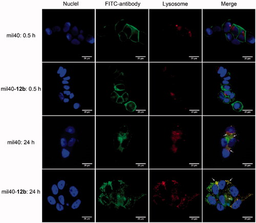 Figure 5. Cell binding and endocytosis of mil40-12b in the HER2+ BT-474 cells. Cells were incubated at 4 °C with FITC-labeled mil40 and mil40-12b for 0.5 h or incubated at 37 °C for 24 h. Each experimental group contains two replicates. Scale bar = 20 μm.