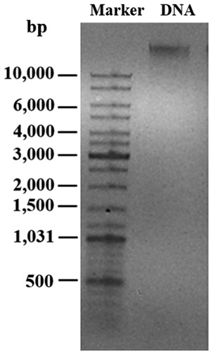 Figure 1. The extracted genomic DNA of E. coli on 0.8% agarose gel.