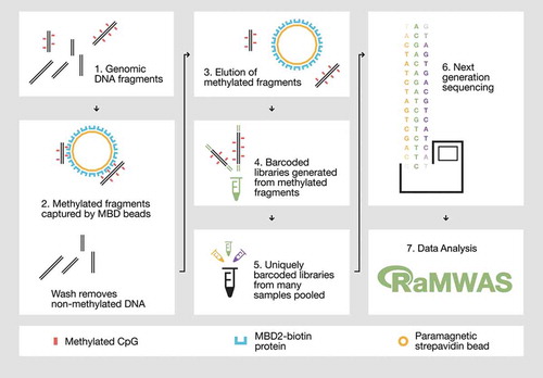 Figure 1. Overview of the MBD-seq workflow.Step 1) Genomic DNA is randomly fragmented with ultrasonication. Step 2) Methylated fragments are captured by a protein with high affinity for double-stranded DNA harbouring methylated CpGs. Unmethylated DNA fragments are washed away. Step 3) The captured portion of the methylome is eluted. Step 4) The methylation enriched fraction (the elute) is used to generate barcoded sequencing libraries. Step 5) Barcoded libraries are pooled in equal molarities. 6) The library pool is sequenced and aligned to the reference genome. Step 7) The aligned reads are analysed with suitable software such as RaMWAS that was specifically developed for large-scale methyome-wide association studies.