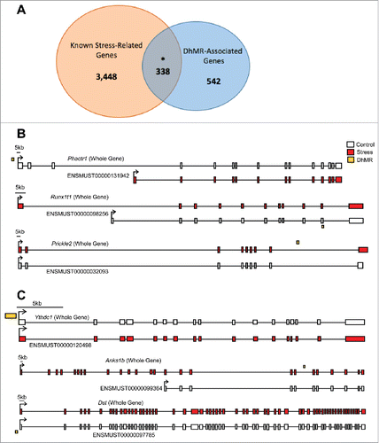 Figure 3. Annotation of DhMRs to genes. (A) Venn diagram displaying the proportion of DhMR-associated genes (blue; n = 880) overlapping with genes that have a known role in stress-response (yellow; n = 4,348). The overlap (n = 338) is significant, as indicated by and asterisk (Chi-square P-value < 0.001). (B) Gene schematics of the top 3 statistically significant differentially expressed isoforms from known stress-related genes containing a DhMR. Transcripts are depicted as either the whole-gene transcripts or differentially expressed isoforms from control (white) and stressed (red) mice. The relative genomic location of the DhMR (gold box) is shown, hyper-DhMRs are near stressed (red) mice transcripts and hypo-DhMRs are near control (white) mice transcripts. (C) Gene schematics of the top 3 statistically significant differentially expressed isoforms from genes containing a DhMR and that are known to play a role in psychiatric-disorders. Transcripts are depicted as either the whole-gene transcripts or differentially expressed isoforms from control (white) and stressed (red) mice. The relative genomic location of the DhMR (gold box) is shown, hyper-DhMRs are near stressed (red) mice transcripts and hypo-DhMRs are near control (white) mice transcripts. An asterisk indicates which exons have been either partially or completely excluded from the isoform shown.