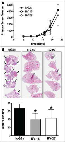 Figure 5. Effects of anti-OFA/iLRP antibodies on B16 melanoma tumor growth in vivo. (A) Primary B16 melanoma tumor volume in syngeneic C57BL/6 mice treated with monoclonal antibody BV-15 and BV-27 vs. IgG2a (n = 9, n = 10 and n = 9 mice, respectively). Values are tumor volume means and standard deviations based on diameter measurements in 2 dimensions. (B) Lung tumor formation in C57BL/6 mice injected with B16 melanoma cells by the intravenous route and treated with BV-15 and BV27 versus IgG2a (n = 15, n = 14 and n = 13 mice, respectively). Values shown are means and standard deviations. Asterisks denote significance from control at the P < 0.05 level, based on ANOVA followed by paired-group comparisons. Insert: Hematoxylin and eosin stained lung tissue: Tumors were well-defined nodules on the lung surface or within the parenchyma (arrows) (Magnification, 66x).