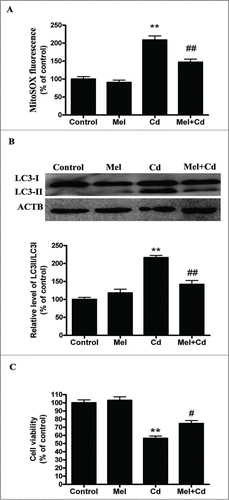 Figure 7. Melatonin suppresses Cd-induced autophagic cell death. (A) Mitochondrial-derived O2•− production. (B) A representative immunoblot and quantification analysis of LC3. (C) Cell viability. The results are expressed as a percentage of the control, which is set at 100 %. The values are presented as the means ± SEM, **p < 0.01 vs. the control group, and #p < 0.05, ##p < 0.01 vs. the Cd (10 μM) group. (n = 6.)
