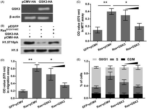 Figure 4. GSK3 overexpression up-regulates H1.5T10ph and reverses Ras-AKT activation induced tumor cells growth and migration. (A) GSK3 expression plasmid (GSK3-HA) was transfected into A172 cells, and transfection efficiency was tested by qRT-PCR. Results were shown in gel electrophoresis. (B) A172 cells were co-transfected with plasmids for expression of RasG12V/Y40C and GSK3. The expression of H1.5T10ph was measured by Western blot. (C) Cell viability, (D) migration, and (E) cell-cycle progression were respectively assessed by MTT assay, soft-agar colony formation assay and flow cytometry. GSK3-HA plasmid was used with concentrations of 0.5 and 1 μg in these assays. *p < .05, **p < .01.