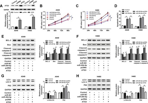 Figure 5 ATG3 abrogated miR-204-5p mediated acceleration on cell apoptosis and suppression on cell proliferation and autophagy in NSCLC. A549 and H460 cells were transfected with miR-204-5p+ATG3, miR-204-5p+pcDNA, miR-204-5p or miR-NC. (A) The expression of ATG3 protein in transfected A549 and H460 cells. (B, C) Cell viability of transfected A549 (B) and H460 cells (C). (D) Cell apoptosis of transfected A549 and H460 cells. (E, F) The expression of apoptosis-related protein caspase-3, caspase-9, Bax and anti-apoptosis protein BCL-2 in transfected A549 (E) and H460 cells (F). (G, H) Protein expression of autophagy markers LC3 and P62 in transfected A549 (G) and H460 cells (H). *P<0.05.