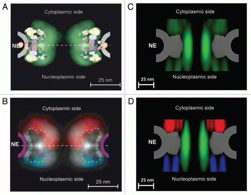 Figure 2 Spatial-density distribution of the FG-repeat regions in the NPC. (A) Map density of Nups derived from the combined localization volumes of all structured domains (five different colors) and the normalized localization probability of all unstructured regions (green cloud). The estimated unstructured regions are based on integrated data from cryo-EM, immuno-electron microscopy, ultracentrifugation, immunoblotting, protein interaction assays, affinity purification and proteomics.Citation50,Citation51 NE indicates the location of the nuclear envelope. (B) Projection of the localization probabilities of the FG-repeat regions from all the FG-Nups is shown by a density plot. Red for the FG-Nups that are cytoplasmically disposed; blue for those nucleoplasmically disposed; white for those found equally on both sides. (A and B) are reprinted from reference 51 with permission from the publisher. (C) Projection of the normalized spatial-density map of interactions between Imp β1 and the FG repeats (green cloud) at the central pore region, detected by SPEED microscopy. (D) The same density map as in (C) is shown in different colored regions (red for the cytoplasm, blue for the nucleoplasm and green for the central pore).