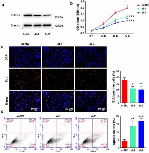 Figure 2. Effects of FGFR2 on ESC proliferation and apoptosis. (a) FGFR2 siRNAs (si-1 and si-2) or the negative control (si-NC) were transfected into primary ESCs which were isolated from human ectopic endometrium. Protein level of FGFR2 was detected by western blotting. (b) Cell viability, (c) proliferation, and (d) apoptosis were determined by CCK-8 assay, EdU staining, and flow cytometry, respectively. *p < 0.05, **p < 0.01, ***p < 0.01 vs. si-NC group.