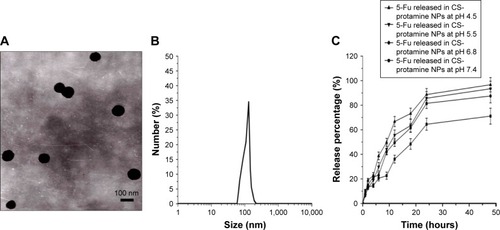 Figure 1 Characterization determination of 5-Fu-loaded chitosan–protamine NPs. TEM image of 5-Fu-loaded chitosan–protamine NPs (A), DLS analysis of the obtained 5-Fu-loaded chitosan–protamine NPs (B), and in vitro release profile of 5-Fu-loaded chitosan–protamine NPs in phosphate-buffered saline at 37°C for 48 hours (C).Abbreviations: CS, chitosan; DLS, dynamic light scattering; 5-Fu, fluorouracil; NP, nanoparticle; TEM, transmission electron microscope.
