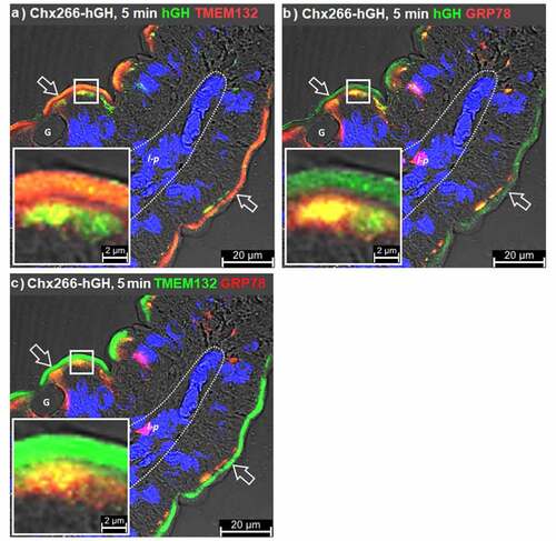 Figure 4. Relationship of GRP75 to GRP78 and TMEM132A. Immunofluorescence microscopy was performed on rat jejunum over a time course following intraluminal injection (ILI) of Chx266-hGH. Co-localization events detecting the human growth hormone (hGH) element of Chx266-hGH with a, TMEM132A or b, GRP78 compared to the co-localization of c, TMEM132A and GRP78 at 5 min post ILI of Chx266-hGH. Apical (luminal) epithelial membrane (open arrow); basal epithelial cell surface-basement membrane demarcation (dashed line); lamina propria (l-p); goblet cell (g). Nuclei were stained with 4′,6-diamidino-2-phenylindole (DAPI; blue).