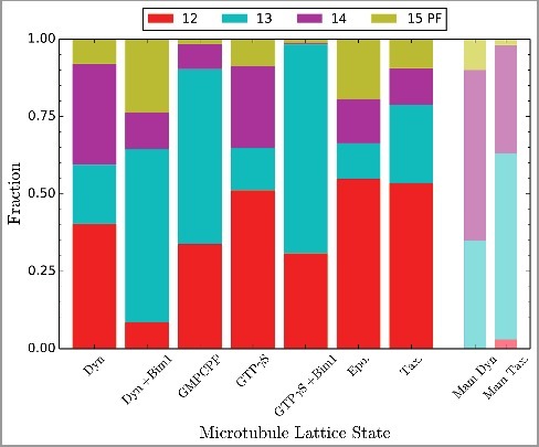 Figure 1. Protofilament distribution in yeast MTs assembled under different conditions. Fraction of total MT length visualized containing different protofilament numbers (PF), as assigned by comparison with different reference models (see M&M). Total number of tubulin dimers analyzed for each condition: Dyn 1,133,455; Dyn+Bim1 46,563; GMPCPP 732,319; GTPγS 202,312; GTPγS+Bim1 201,671; Epo. 186,683; Tax. 603,552. Previously published mammalian distributions shown for comparison [Citation35].