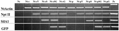 Figure 2. Electrophoretic separation of the PCR products. Nc, negative controls; Pc, positive controls; Nt-c and Nt-p, non-transformed callus and plant lines; Nt-cV and Nt-pV, callus and plant lines transformed with empty vector; Nt-cS and Nt-pS, callus and plant lines transformed with LoSilA1 gene; Nt-cSG and Nt-pSG, callus and plant lines transformed with LoSilA1 gene fused to a N-terminus of EGFP gene; Nt-cG and Nt-pG, callus and plant lines transformed with the EGFP gene.