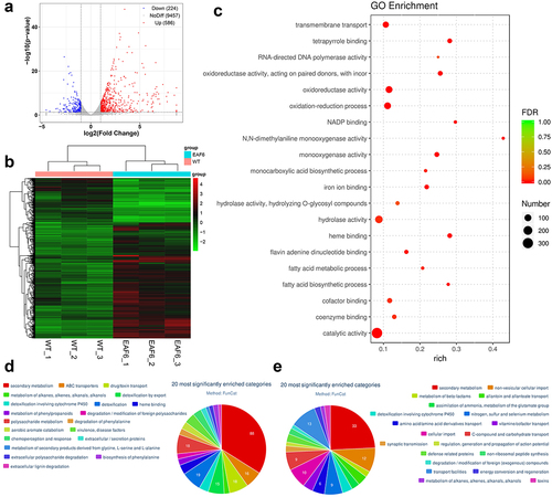 Figure 5. The global regulatory role of BbEaf6 in gene transcription B. bassiana.