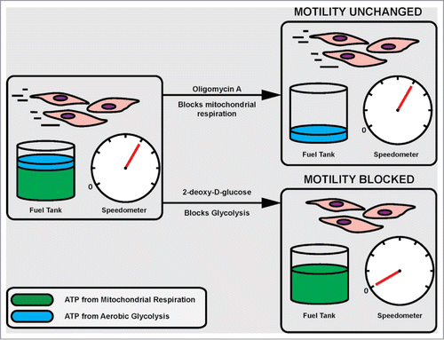 Figure 1. Energy for cancer cell movement is derived from glycolysis.