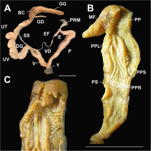 Figure 18. Genital details of Figuladra finlaysoni sp. nov. A, Genitalia; B, Penis interior; C, Central penial chamber showing series of longitudinal ridges and longitudinal row of spade-like pustules. A–B, QMMO12864, Seaforth, MEQ; C, QMMO76990, Sarina, MEQ. Scale bars = 10 mm.