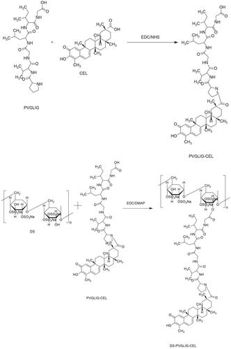 Figure 2. Equation(1)(1) EE%=(weight of Cel encapsulatin micelles)/(total weight of feeding Cel)×100%(1) , Equation(2)(2) DL% = (mass of Cel encapsulted in micelles)/(Total Mass of the micelles) × 100%(2) Synthesis and characterization of DPC.