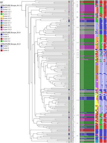 Figure 2. Phylogenetic tree of the Balkan C. annuum germplasm collection. The tree was produced using the UPGMA method based on chord distance [Citation45] computed from the allele frequencies at 21 SSR loci. The tree is drawn and annotated using the Evolview v3 [Citation46] with the following additional data starting from right to left: barplots of the group membership from the model based genetic structure analysis at K = 3, K = 4 and K = 11; fruit shapes of the accessions annotated with text and different colours; cl-1 to cl-17B represent the main clades in the tree. Different fruit shapes are additionally indicated by different shapes and colours of the tree leaves.