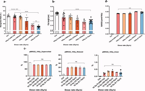 Figure 4. Dose rate de-escalation was performed in mice, zebrafish embryos, plasmid and water using 10 Gy. (a) Recognition ratio (RR) evaluation two months post irradiation for control mice group and groups that received 10 Gy WBI delivery with a dose rate delivered in a single 1.8 µs electron pulse and ranging from (0.1, 10, or 100, 33, 10, 0.1 Gy/s). No memory alteration was observed in the groups irradiated with 100 Gy/s or higher, RR was comparable to the control group. Whereas a significant drop in the RR was observed for the group irradiated at 33 Gy/s. The drop became even slightly larger as the dose rate was further lowered (adapted from Montay-Gruel Citation2017). (b) Wild-type zebrafish embryos were irradiated four hours post fertilization and body length measurement five days post fertilization was used to assess radiation-induced injury. Similarly, with the murine recognition ratio results, both highest dose rates (5.6 × 106 Gy/s and 100 Gy/s) showed less alteration in body length as compared to non-irradiated embryos. Whereas, less protection was observed at lower dose rates and no protection at CONV-RT dose rate. Mean ± SD. p Values derived from Mann–Whitney’s test: *p<.05; **p<.01; ***p<.001 (N = 12–16 embryos/group). (c) Dose rate de-escalation involved irradiation at 10 Gy of pBR322 plasmids in aqueous solutions equilibrated at physiological oxygen conditions (4%). Notably, no difference in DNA damage was measured after UHDR compared to CONV-RT. Mean ± SD. p Values were derived from one-way ANOVA and Tukey’s multiple comparisons test. (d) H2O2 was quantified with the fluorogenic assay AmplexRed after 10 Gy irradiation of water samples equilibrated at 4% O2 following dose rate de-escalation similarly like described in the previous models. The radiolytic yield of H2O2 was significantly lower for the highest dose rates. Whereas, an increase in G(H2O2) was observed when the dose rate is lowered. This differential production reveals a decrease in ROS production following UHDR. Mean ± SD. p Values were derived from Mann–Whitney’s U test: **p<.01.