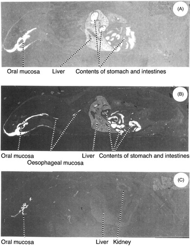 Figure 2. Whole-body autoradiograms of male Sprague-Dawley rats painted with solutions of 14C-delmopinol in the mouth and killed after (A) 1 h, (B) 4 h and (C) 24 h.