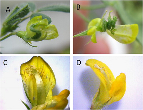 Figure 5. Flower morphology in M. truncatula lines RNAi 3 (A) and RNAi 2 (B), OE line 5 (C) and control plant (D).